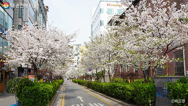 집 주변 활짝 핀 봄꽃들. ‘서울의 아름다운 봄꽃길 160곳’을 통해 우리 동네 봄꽃길을 확인할 수 있다.