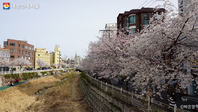 성북천변에 벚꽃이 만개했다.