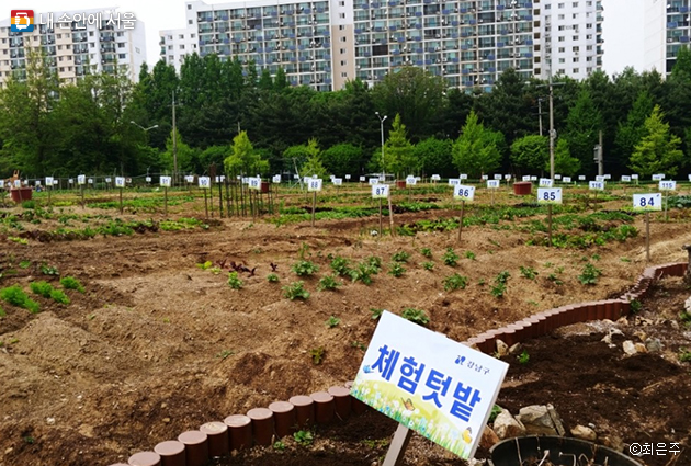 김현미 씨는 강남구에서 조성한 텃밭 한 구역을 분양받아 도시농부가 되었다.