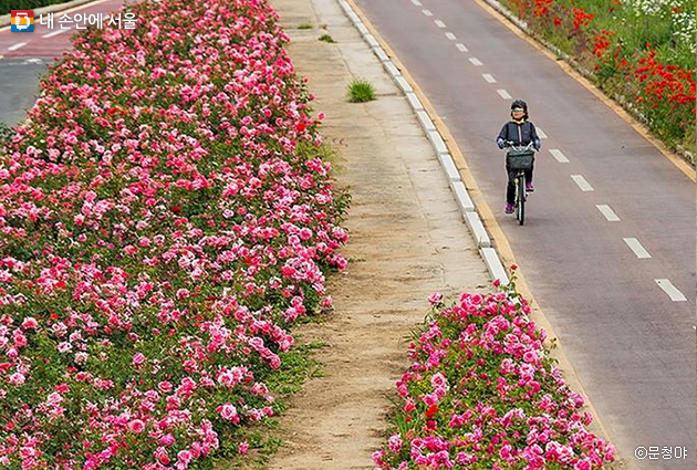 자전거를 타고 달리며 장미축제를 즐기는 시민