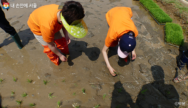 서울도시농업박람회에서 모심기 체험에 나선 아이들