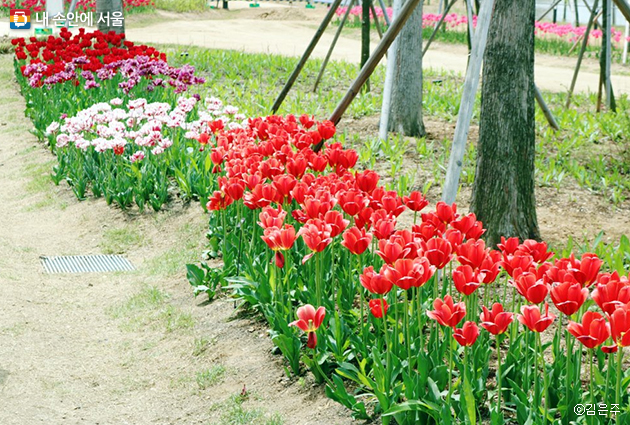 서울식물원에는 다양한 꽃을 감상할 수 있다