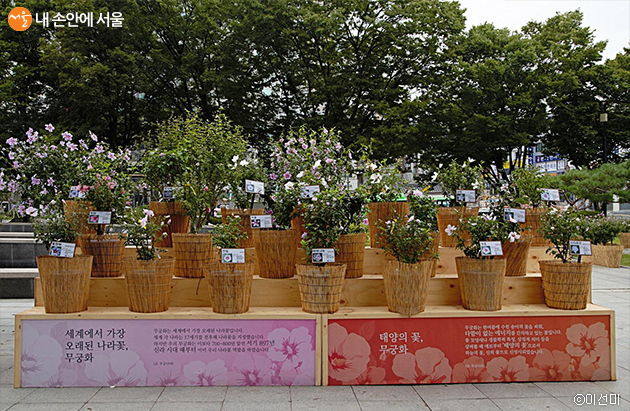 축제장에는 나라꽃 무궁화에 대한 여러 가지 이야기들도 소개되어 있다.