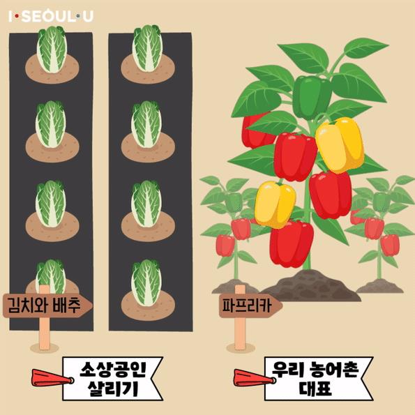 # 김치와 배추 일본 수출 68% 소상공인 살리기 파프리카 일본 수출 98% 우리 농어촌 대표