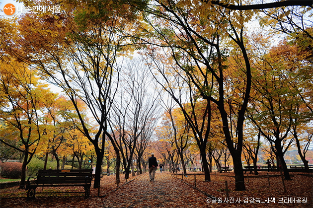 서울시는 10월 25일부터 11월 7일까지 서울시청 1층 로비에서 ‘2019 공원사진사 합동 사진전’를 개최한다.