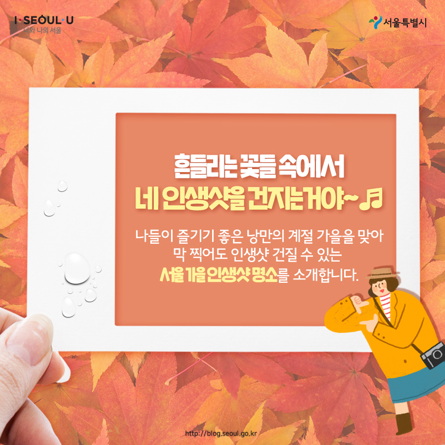 # 흔들리는 꽃들 속에서 네 인생샷을 건지는 거야 나들이 즐기기 좋은 낭만의 계절 가을을 맞아 막 찍어도 인생샷 건질 수 있는 서울 가을 인생샷 명소를 소개합니다.