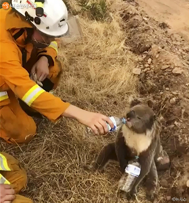호주 남부 쿠들리크리크에서 코알라 한 마리가 소방관이 주는 물을 받아 마시고 있다.