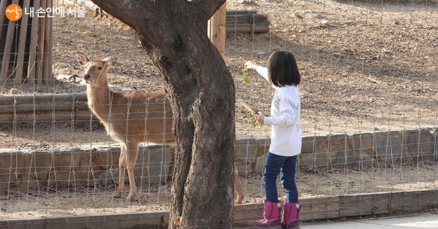 서울숲에서는 사슴에게 먹이주기 체험이 가능하다