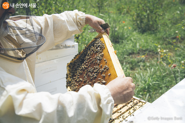 서울시는 ‘꿀벌의 꿀잼생활’ 등 추석연휴동안 즐길 수 있는 온라인 콘텐츠를 제공한다