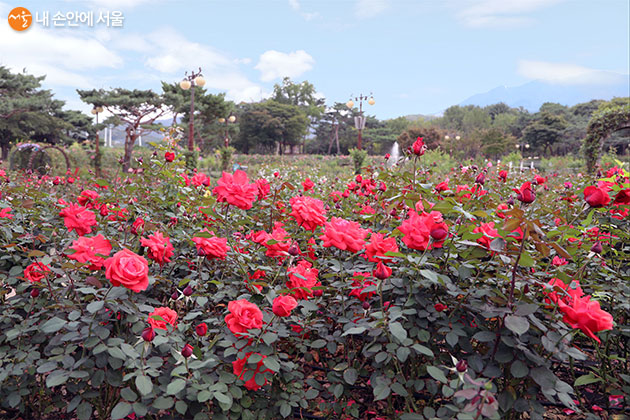 서울대공원 테마가든 장미원에 가을장미가 개화했다