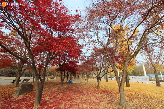마포구 상암동 평화의 공원의 서울에너지드림센터 앞. 아름다운 단풍 길은 특별한 선물 같다.