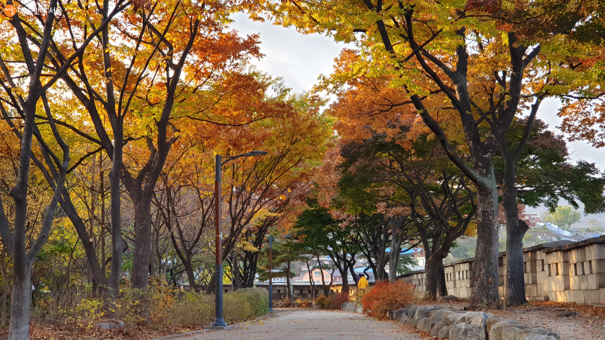와룡공원에서 단풍이 멋진 길 중 한 곳인 서울과학고 담벼락쪽 숲길 ©송의현