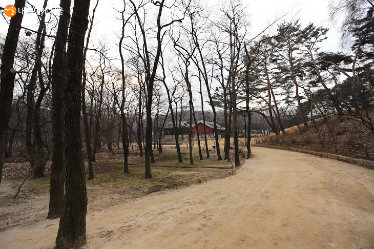 인릉방면으로 돌아본 진입로 전경-왼편 숲은 서울시가 생태경관보존지역으로 지정한 힐링 숲이다. 