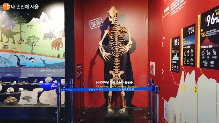 24,000여년 전에 멸종된 동굴곰의 뼈