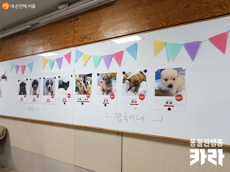 입양 파티에 참여한 새끼 강아지들 사진 