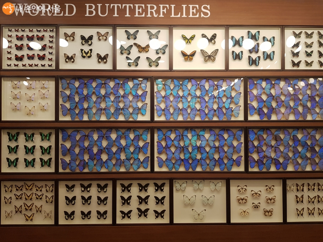 수백마리의 아름다운 나비들이 전시된 버터플라이월 