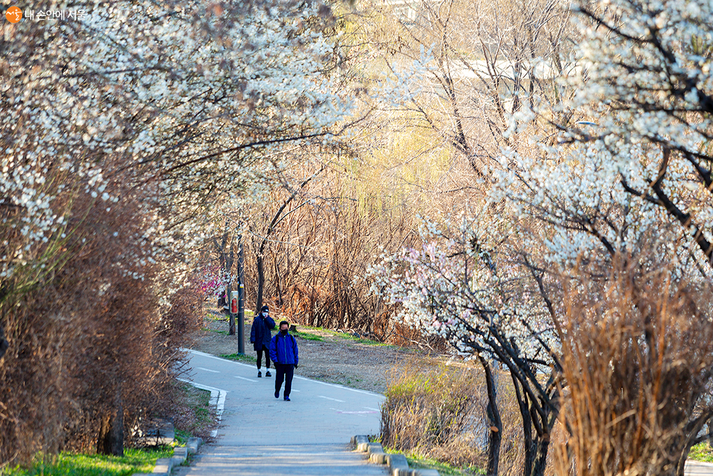봄꽃과 함께 설레는 산책을 즐길 수 있는 청계천 매화거리 