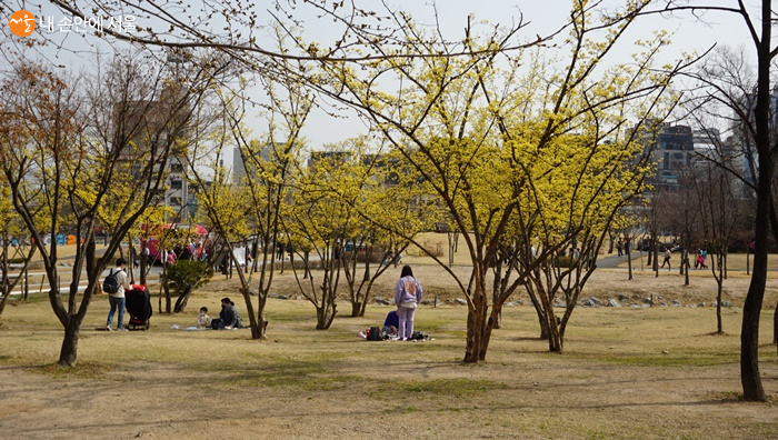 봄을 알리는 산수유꽃이 피어있다