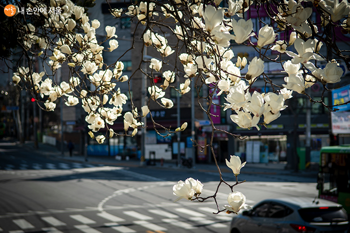 바쁘고 고단한 나날이지만 잠시 여유를 가지고 꽃이 속삭이는 이야기를 들어보자