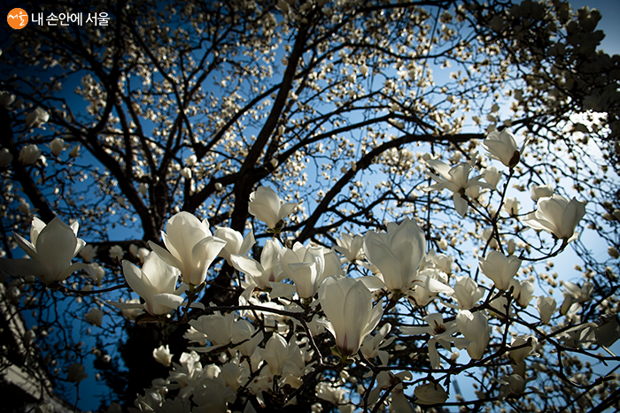 아름다운 꽃들은 반짝이는 별이 되어 금방이라도 쏱아져내릴 것 같다