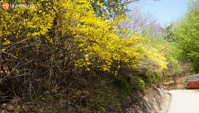 노란 개나리가 봄의 시작을 알린다 