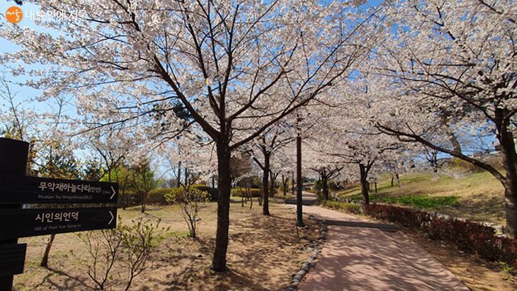 시인의 언덕으로 향하다 보면 벚꽃이 만개한 산책길을 만난다