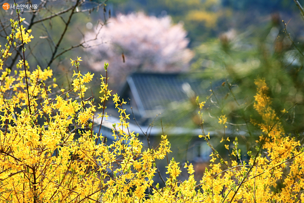 남산골의 봄