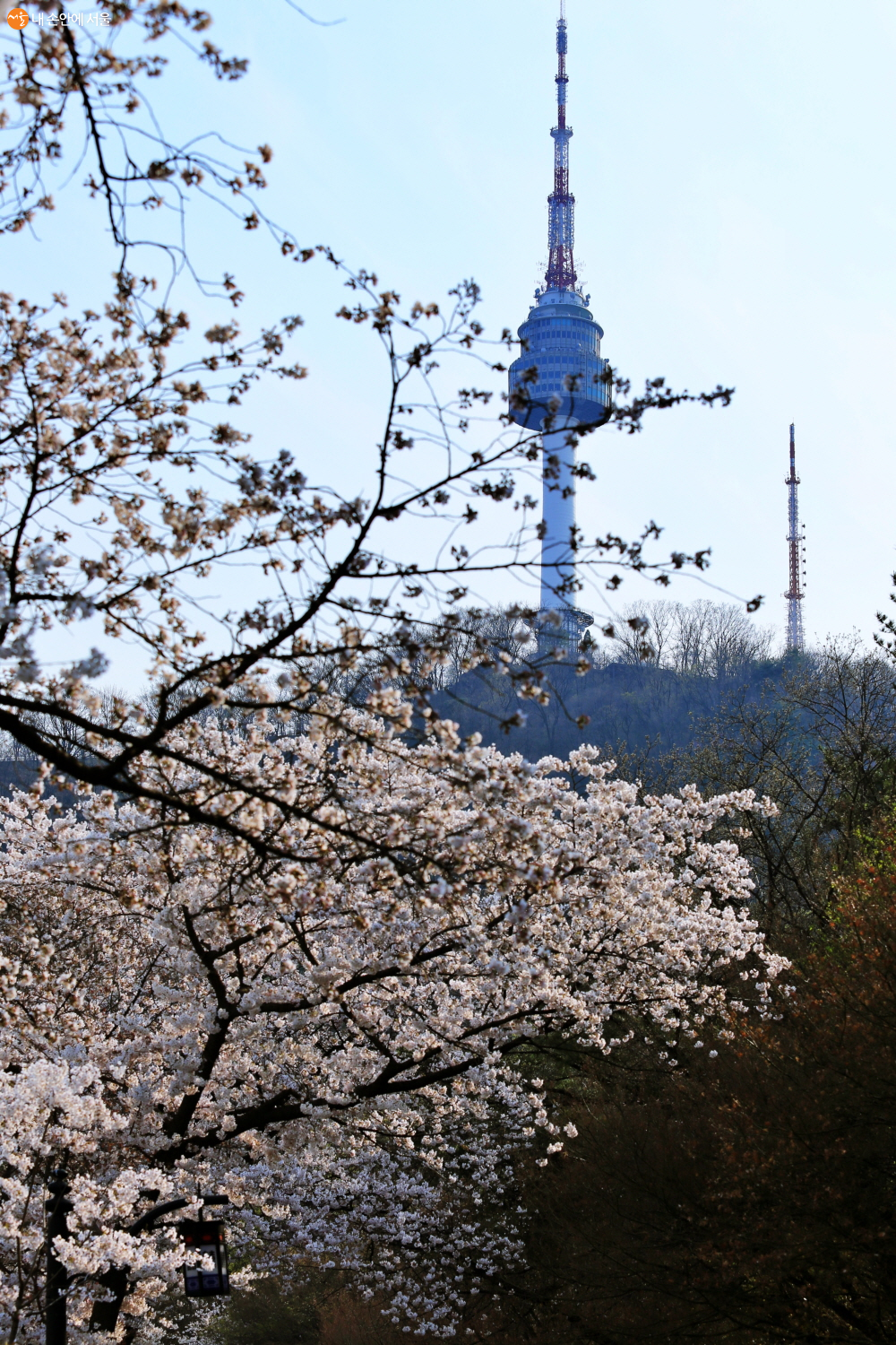 남산 산책길의 벚꽃과 N타워