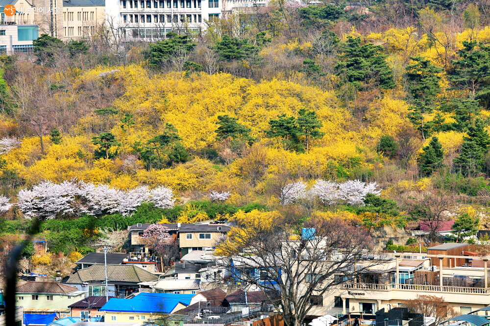 벚꽃과 개나리가 가득한 남산 아래의 동네