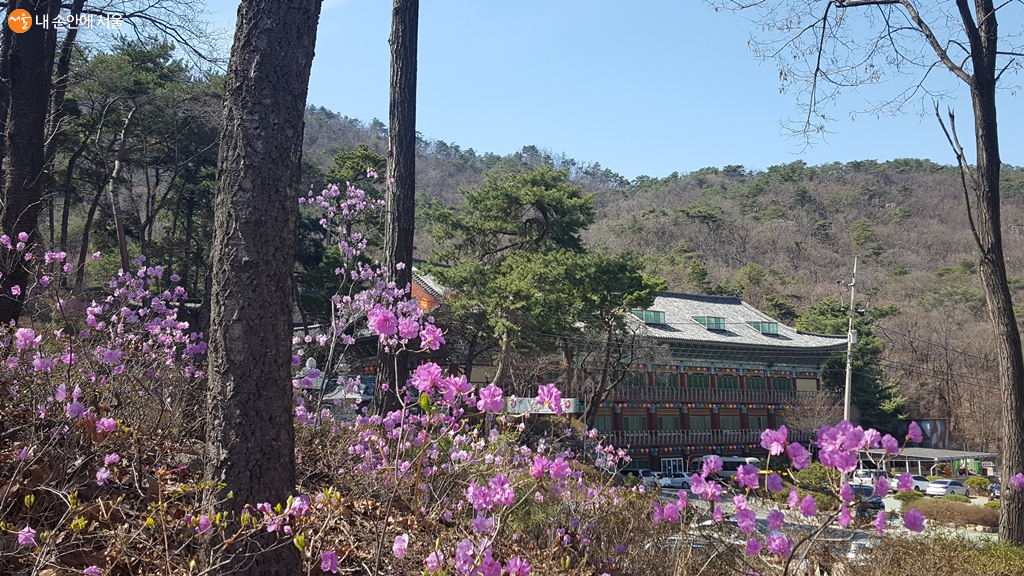 진달래꽃이 만개한 북한산 & 사찰 모습