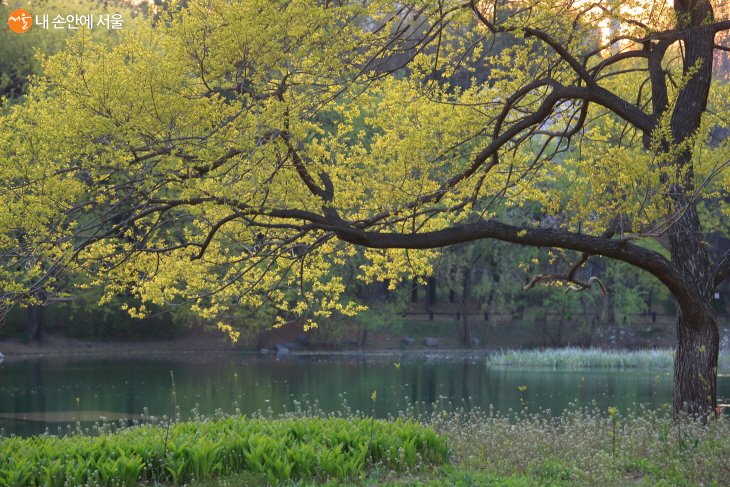 서울숲 중앙호수에도 봄이 물들고 있다