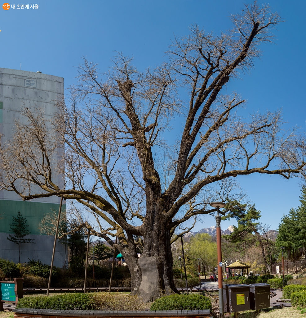 서울시 첫 번째 지정 보호수 방학동 은행나무