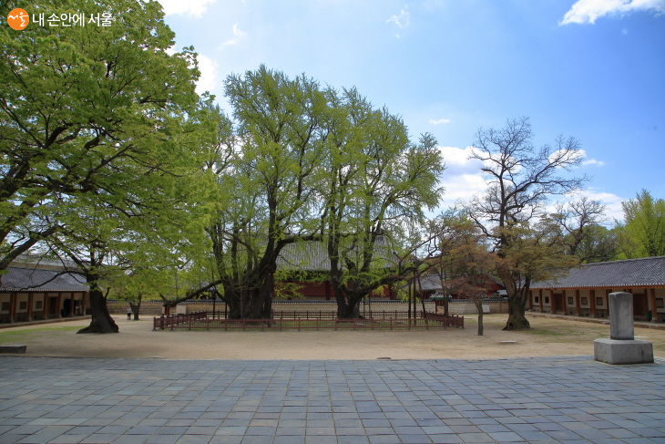 명륜당 앞뜰 은행나무(천연기념물 제59호)는 1519년 심어 500살이 되었다. 여러 지지대의 도움을 받고 있는데, 더욱이 동쪽 나무는 한국전쟁 때 포탄을 맞아 큰 상처를 입었다가 회복되기도 했다.