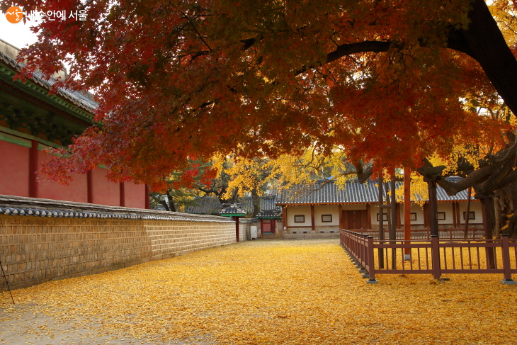 가을이 되면 명륜당 마당의 은행나무와 단풍나무가 찬란하게도 물든다. 