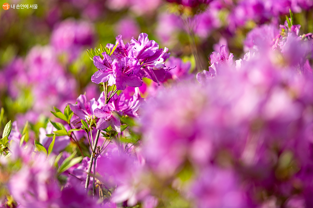 불암산 철쭉동산의 화사하게 핀 꽃들이 봄을 알린다 