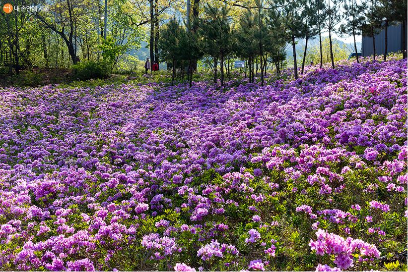 환상적인 봄꽃 여행을 떠나는 불암산 철쭉동산 
