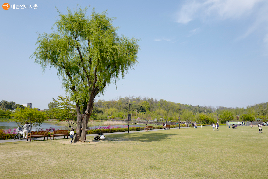 잔디공원에 심어져 있는 커다란 나무, 시민들에게 보다 특별한 추억을 제공한다