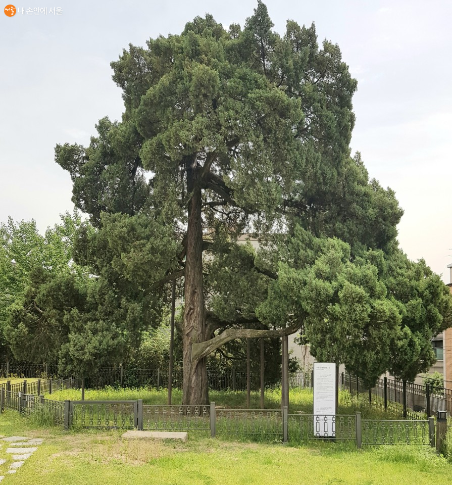  선농단에 자리한 600년 된 향나무