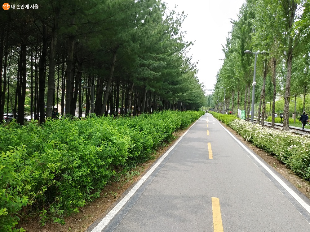 소나무 숲길 옆 곧게 뻗은 자전거도로 