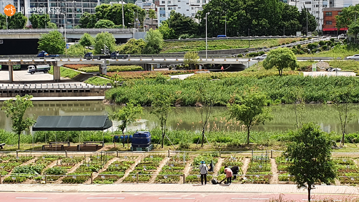 따사로운 햇살 아래 중랑천변 텃밭에서 도시농부들이 채소를 기르고 있다