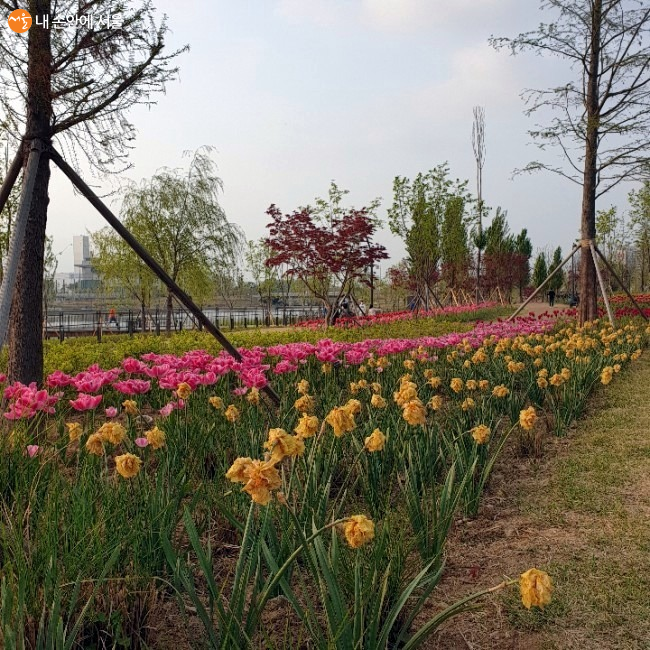 아름다운 꽃으로 만발한 서울식물원