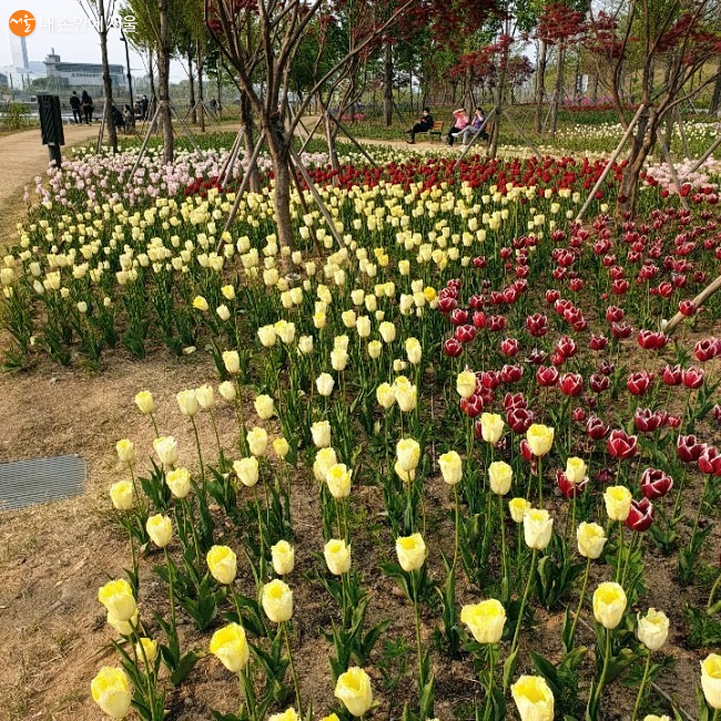 여러 종류의 튤립을 감상할 수 있는 서울식물원 