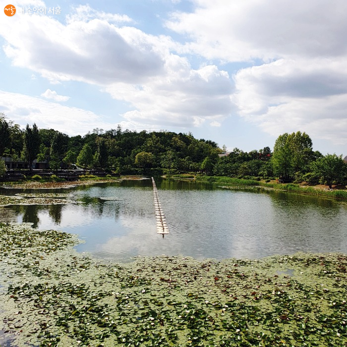 호수에 아름답게 피어 있는 연꽃이 모네의 정원을 연상시킨다