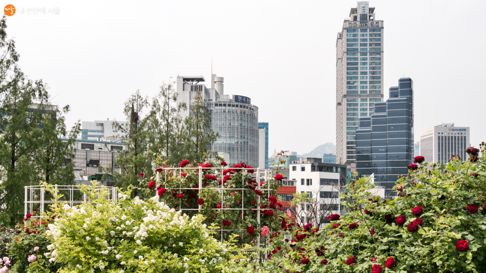 흐드러진 장미꽃들 너머 빌딩 숲 사이 수줍어 보이는 인왕산(서대문 방향) 