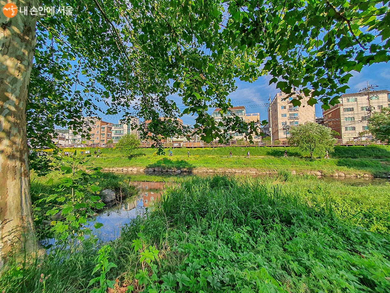 불광천의 시원함을 가져다주는 나무 한그루