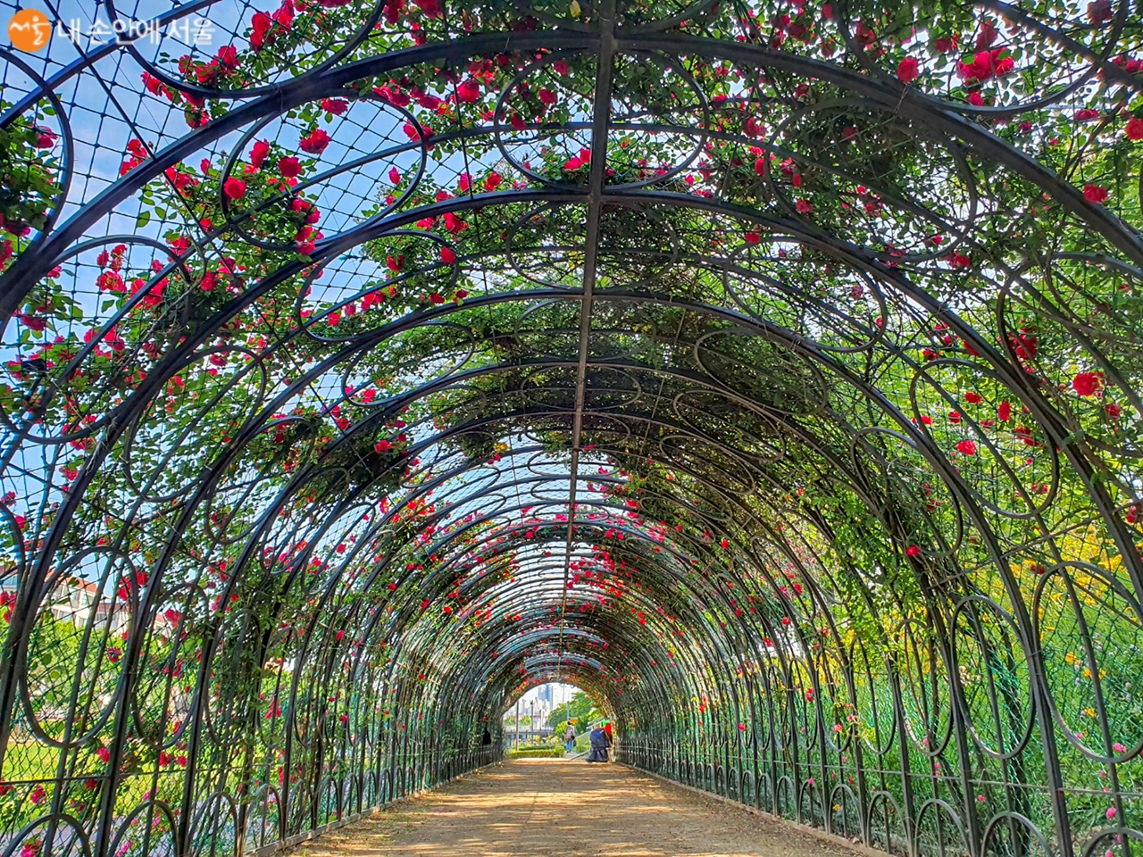 불광천의 장미터널에 장미가 활짝 피었다