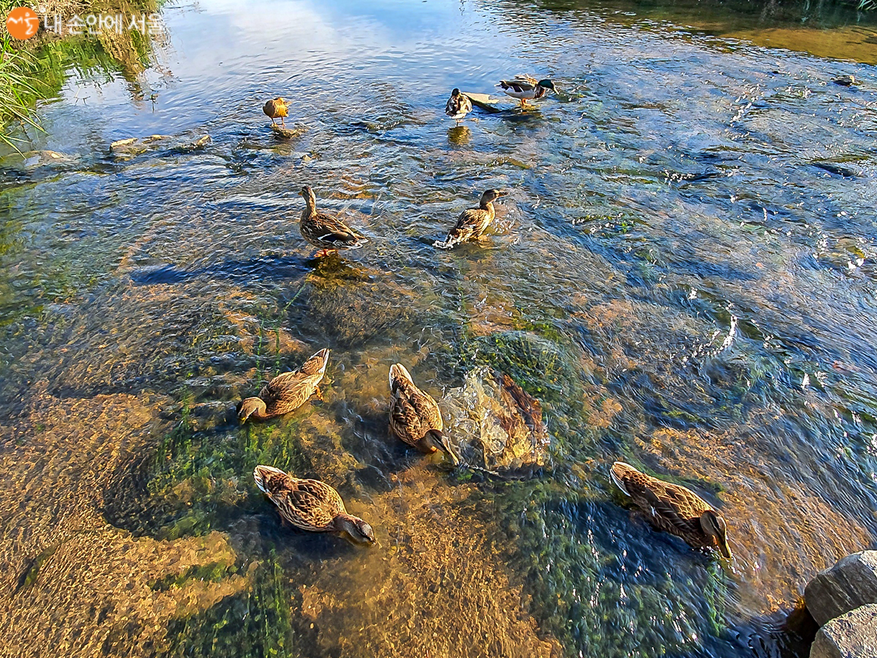 불광천의 오리가족