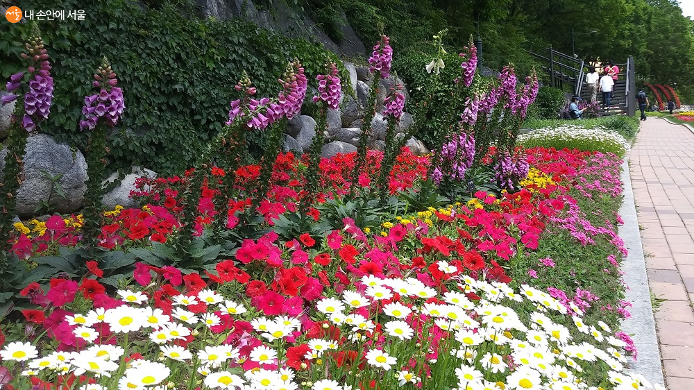 당현천 들꽃정원의 화려한 디가탈리스 화단 