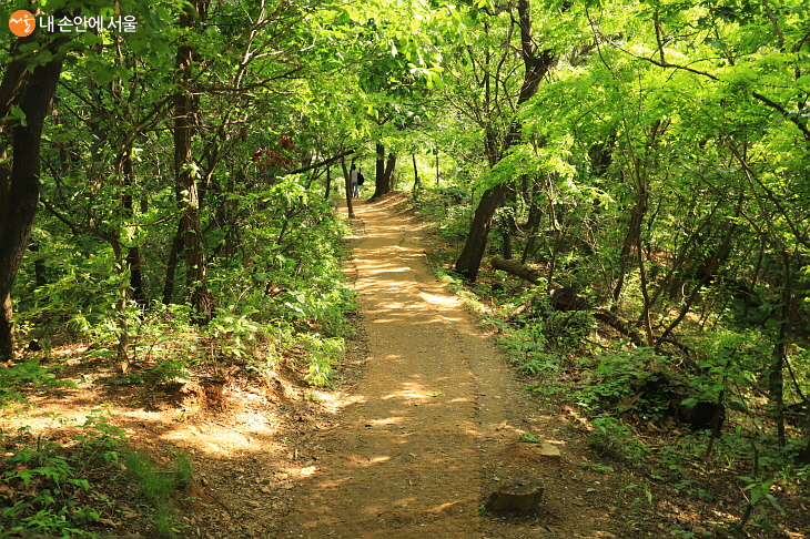 수목이 빽빽한 숲속 산책로가 잘 닦여 있다.
