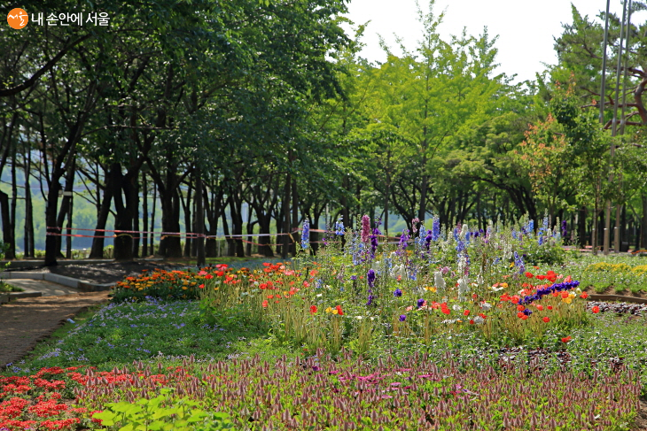 방문자 안내센터 주변에 개양귀비와 물망초 등이 한창인 작은 정원이 싱그럽다.